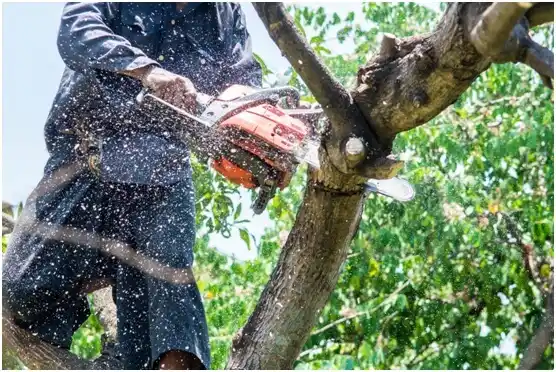 tree services Coalville